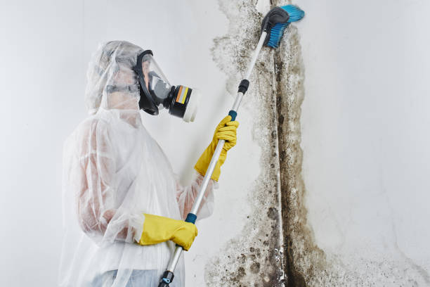 Merrifield, VA Mold Removal Company